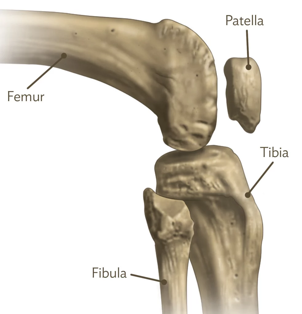 Skeletal diagram of the knee