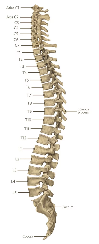 Skeletal diagram of the spine
