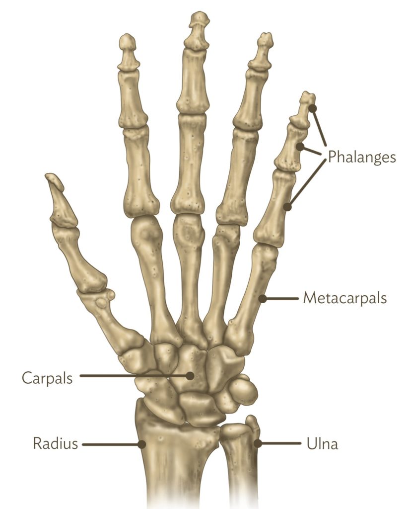 Skeletal diagram of the human hand