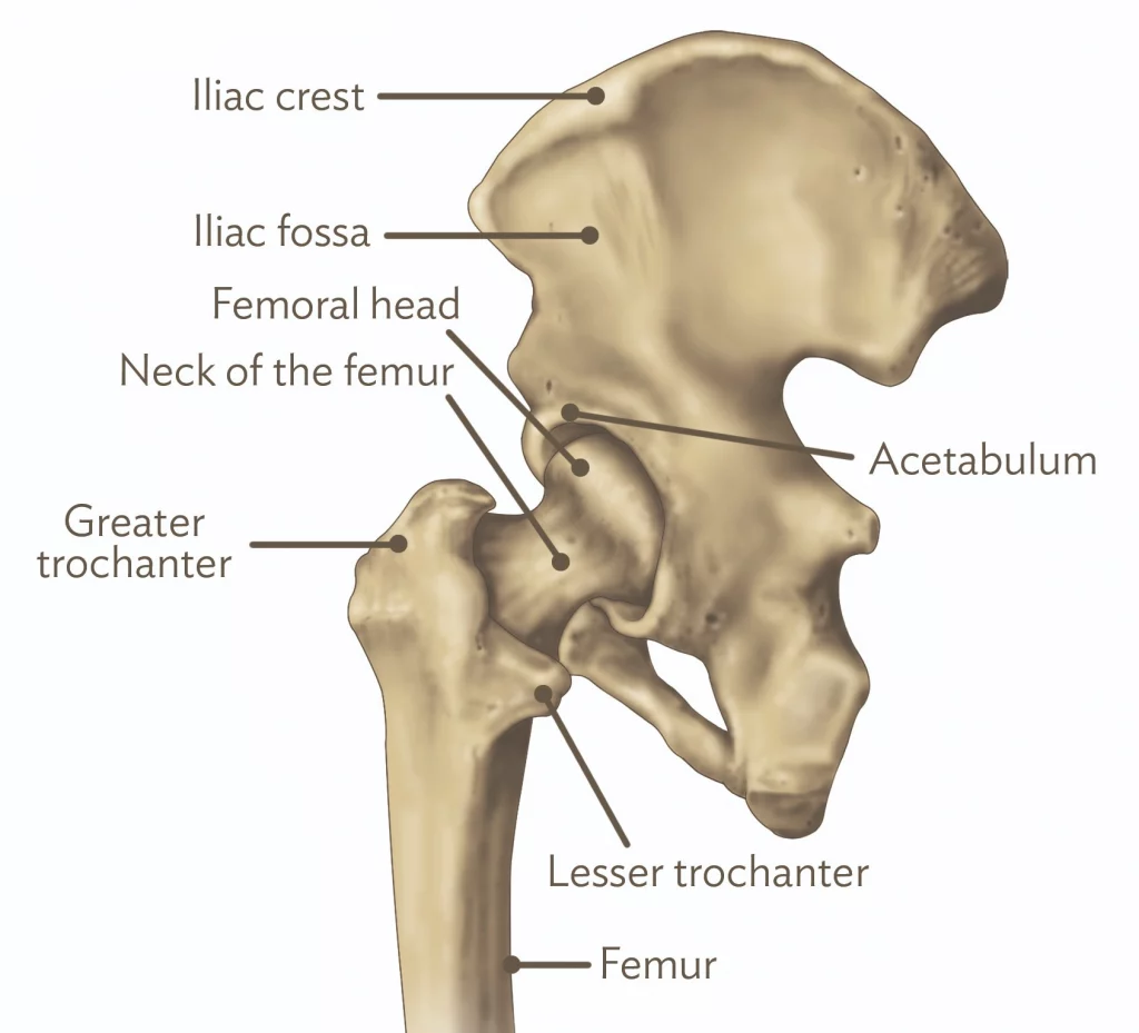 Skeletal diagram of the human hip