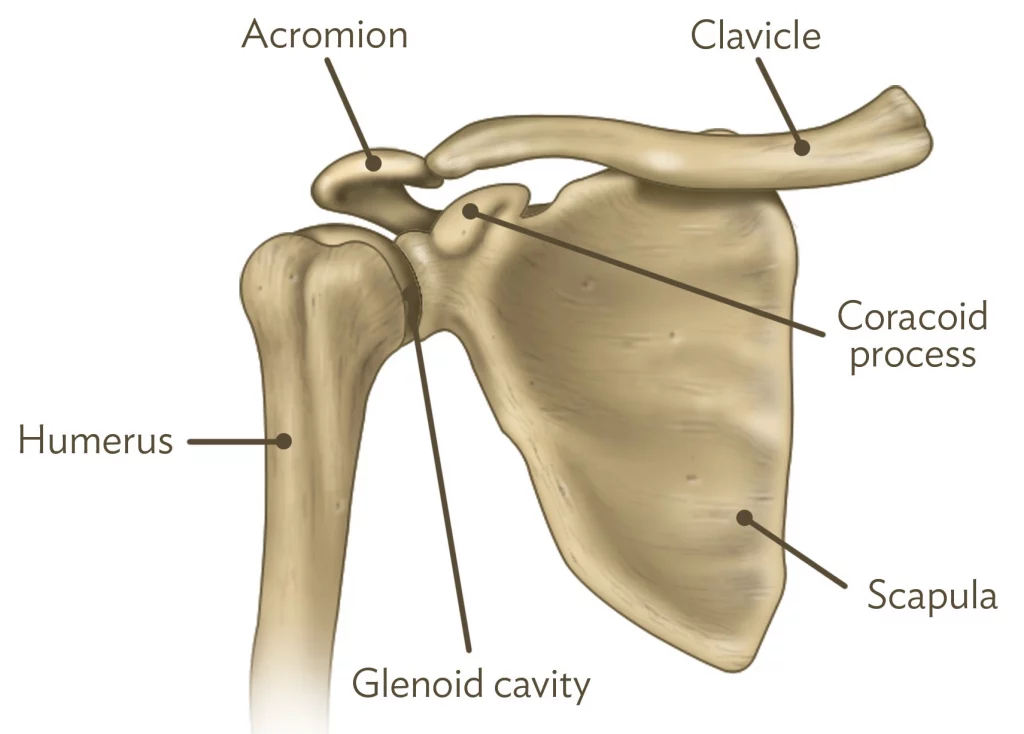 Skeletal diagram of the shoulder.